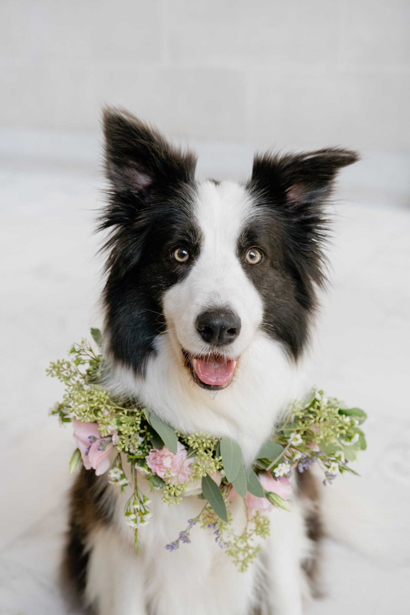 Bride and groom with their dog for family photos at San Francisco City Hall